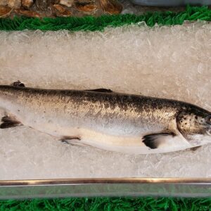 salmon, whole fish, market, food, fish, raw, lemon, nature, silver, seafood, healthy, nutrition, brown fish, brown healthy, brown lemon, brown nutrition, brown fishing, brown market