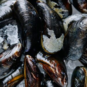 Closeup of fresh raw mussels on ice, ideal for seafood enthusiasts and culinary projects.