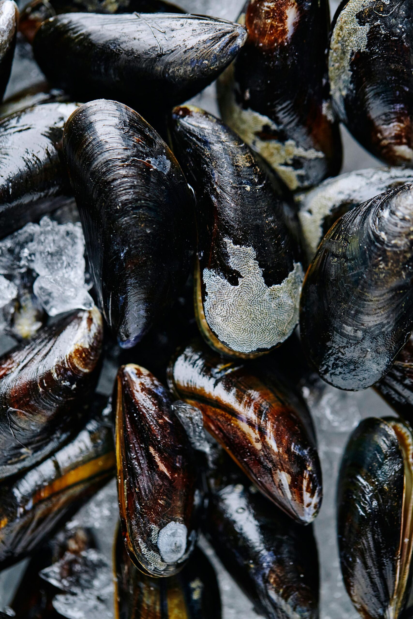 Closeup of fresh raw mussels on ice, ideal for seafood enthusiasts and culinary projects.