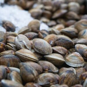 High-quality close-up of fresh clams on ice, perfect for seafood-themed projects.