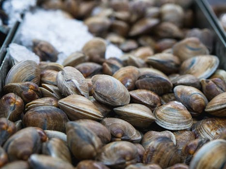 High-quality close-up of fresh clams on ice, perfect for seafood-themed projects.